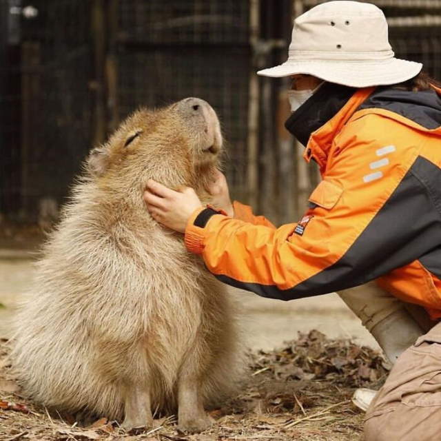 Shangrala's Adorable Capybaras