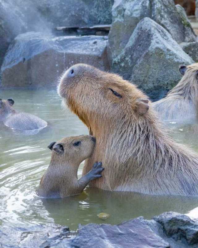 Shangrala's Adorable Capybaras