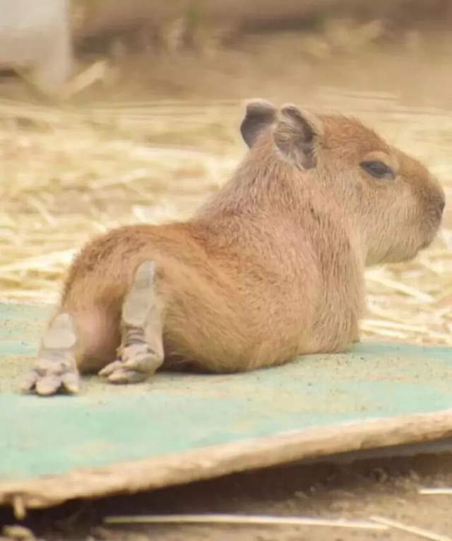 Shangrala's Adorable Capybaras