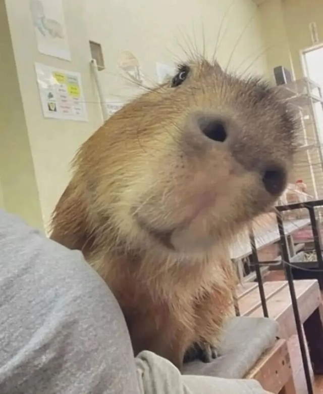 Shangrala's Adorable Capybaras