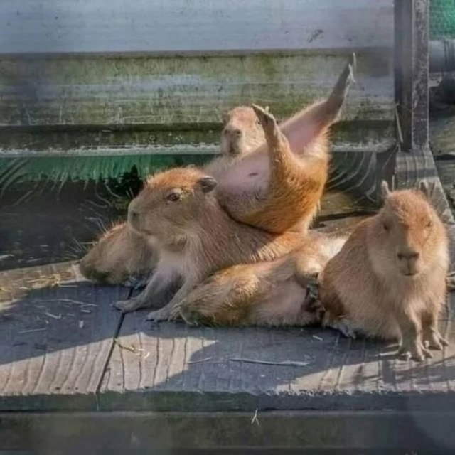 Shangrala's Adorable Capybaras