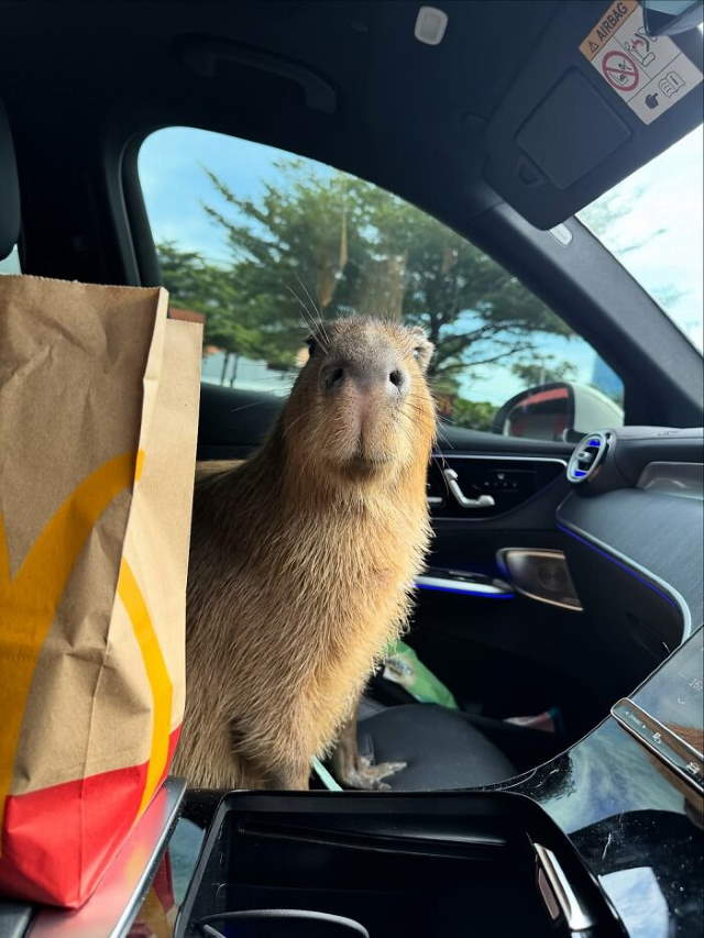 Shangrala's Adorable Capybaras