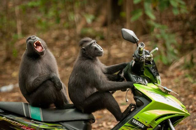 Shangrala's Comedy In Nature 7