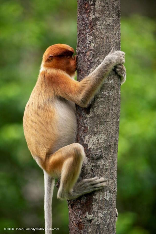 Shangrala's Comedy In Nature 7