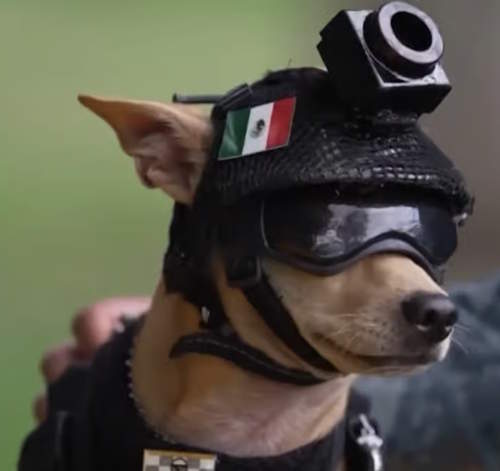 Shangrala's Mexico's Military Chihuahua