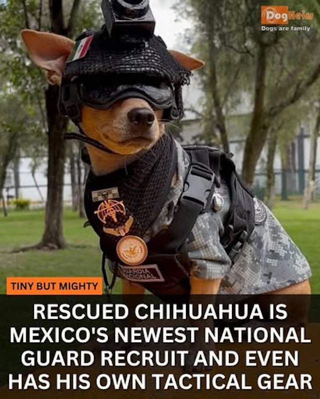 Shangrala's Mexico's Military Chihuahua