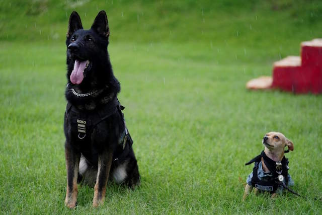 Shangrala's Mexico's Military Chihuahua