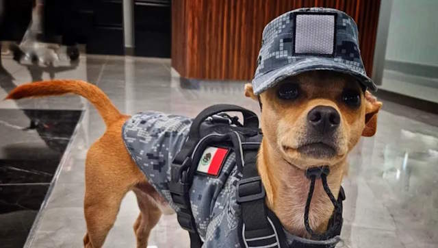 Shangrala's Mexico's Military Chihuahua