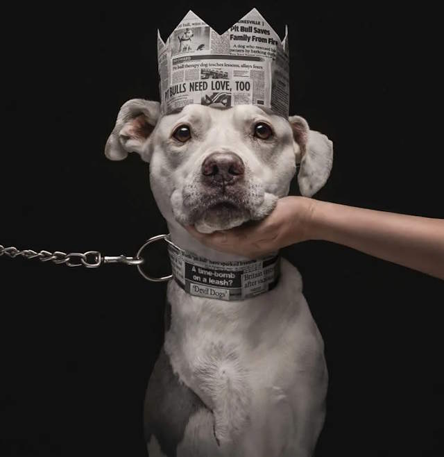 Shangrala's Dog Photo Awards