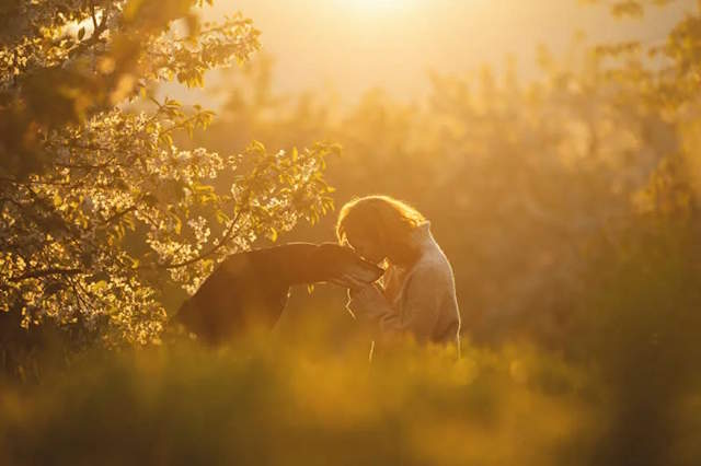 Shangrala's Dog Photo Awards