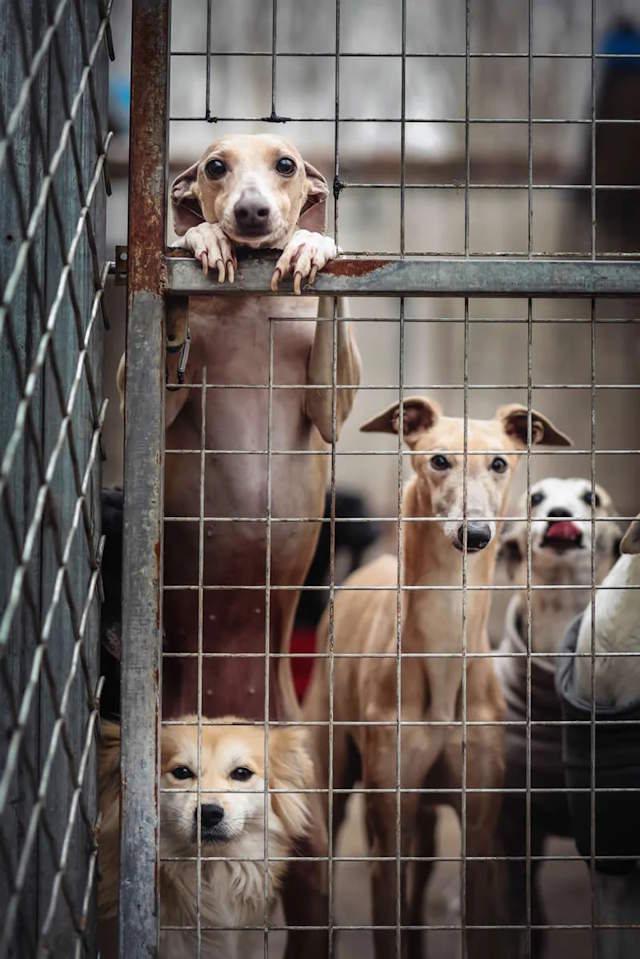 Shangrala's Dog Photo Awards