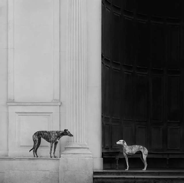 Shangrala's Dog Photo Awards