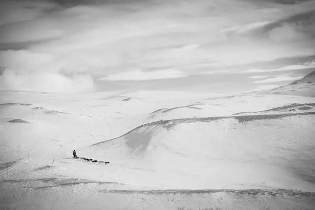 Shangrala's Dog Photo Awards