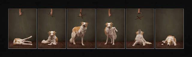 Shangrala's Dog Photo Awards