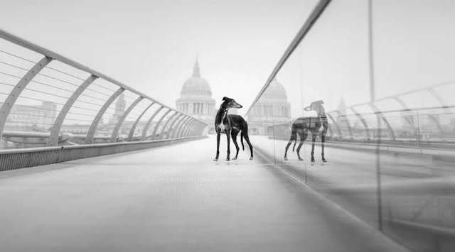 Shangrala's Dog Photo Awards