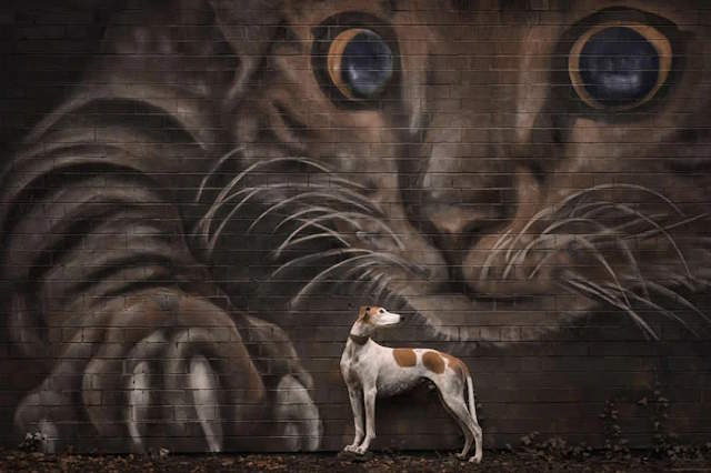 Shangrala's Dog Photo Awards
