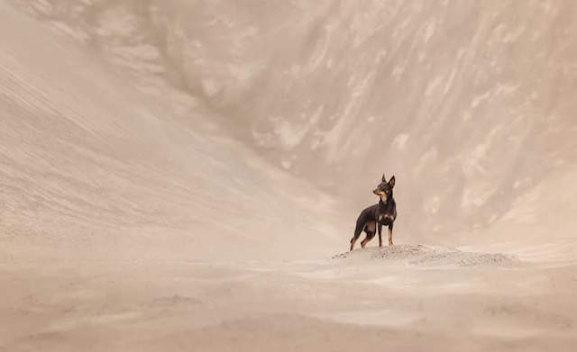 Shangrala's Dog Photo Awards