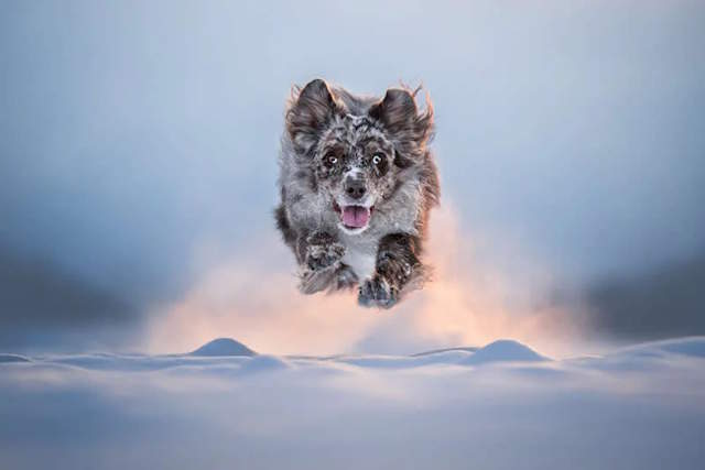 Shangrala's Dog Photo Awards