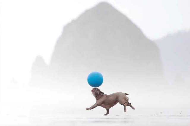 Shangrala's Dog Photo Awards