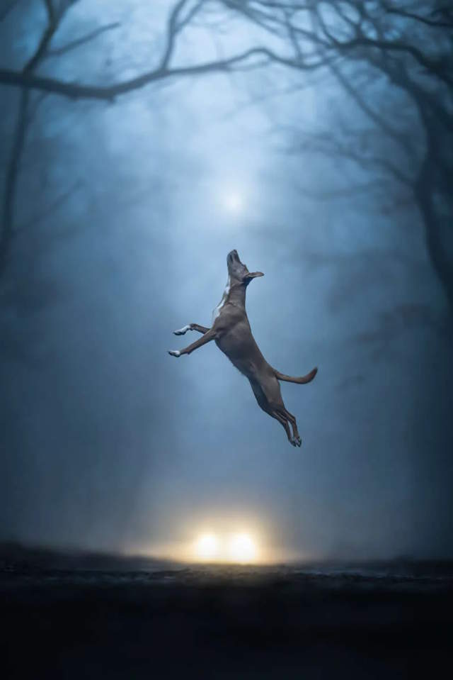 Shangrala's Dog Photo Awards
