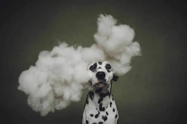 Shangrala's Dog Photo Awards