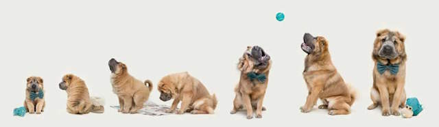 Shangrala's Dog Photo Awards