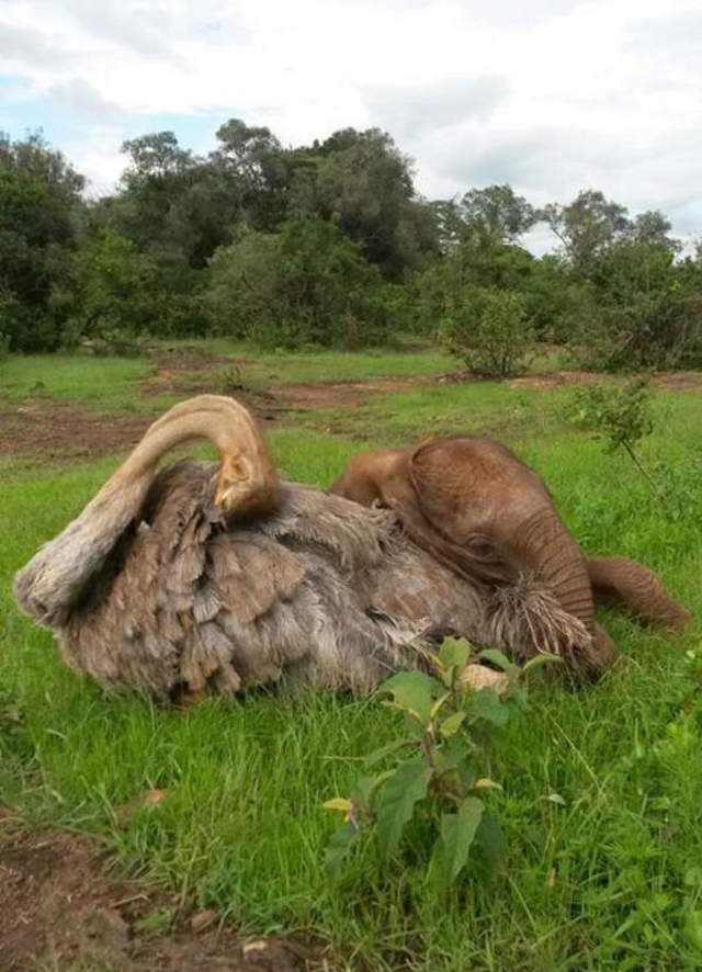 Shangrala's Elephant And Ostrich Friends