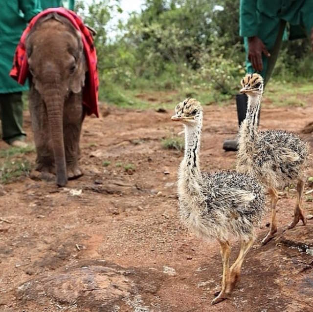 Shangrala's Elephant And Ostrich Friends