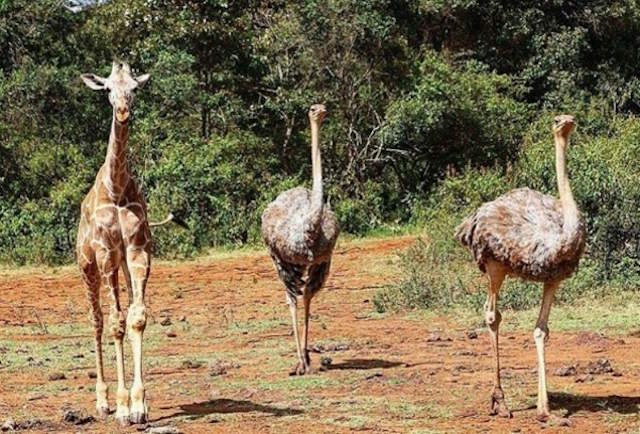 Shangrala's Elephant And Ostrich Friends