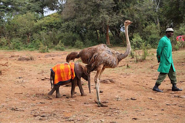 Shangrala's Elephant And Ostrich Friends