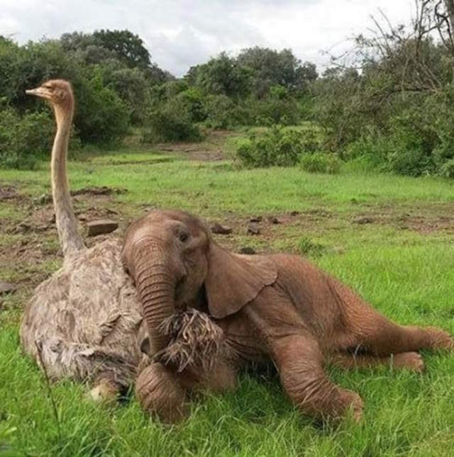 Shangrala's Elephant And Ostrich Friends