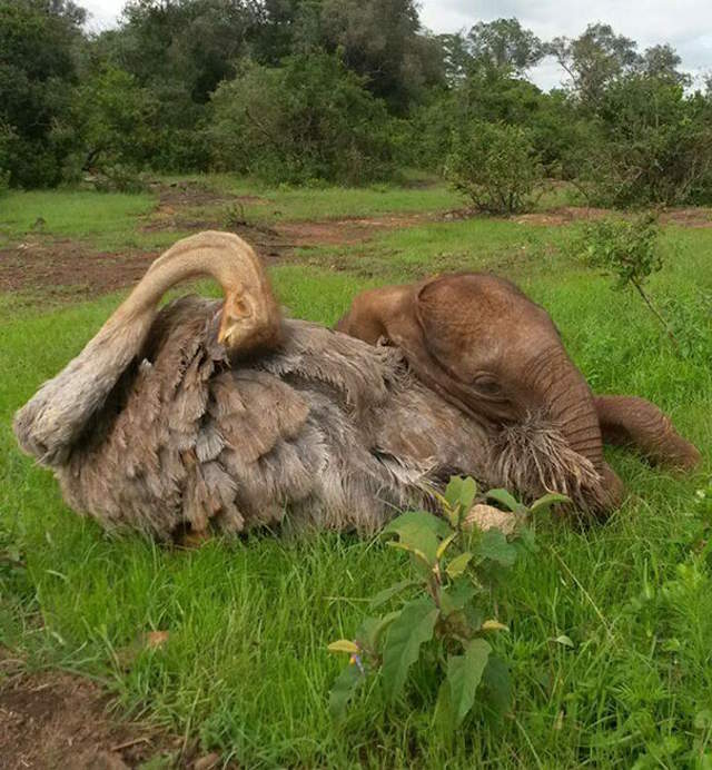Shangrala's Elephant And Ostrich Friends
