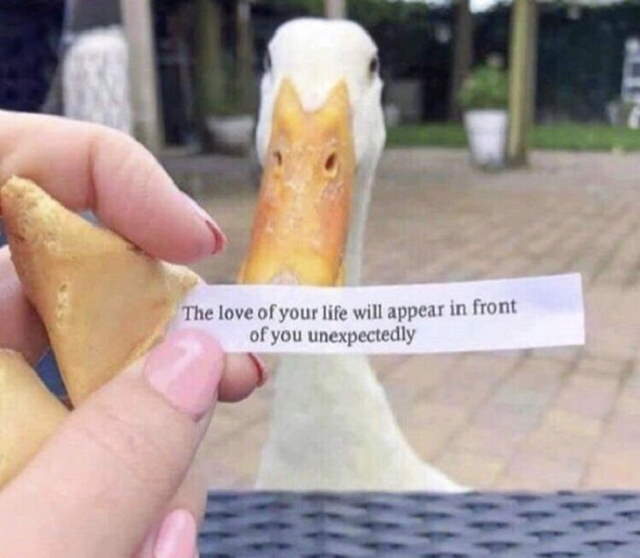 Shangrala's Funny Birds