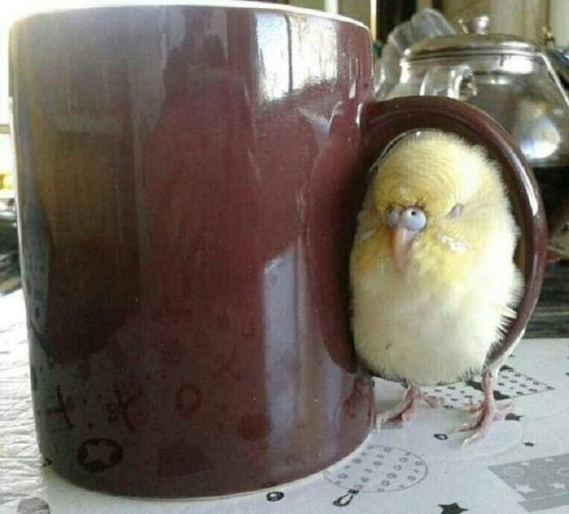 Shangrala's Funny Birds