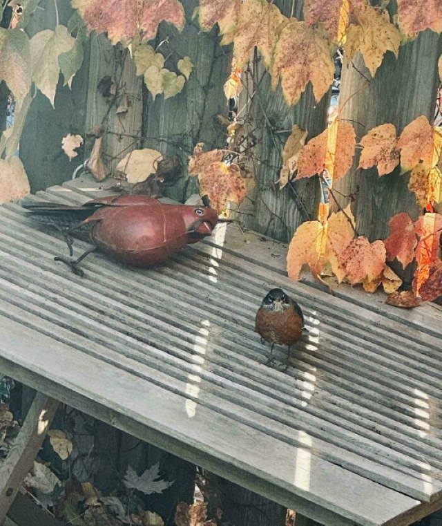 Shangrala's Funny Birds