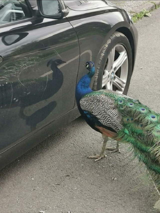 Shangrala's Funny Birds