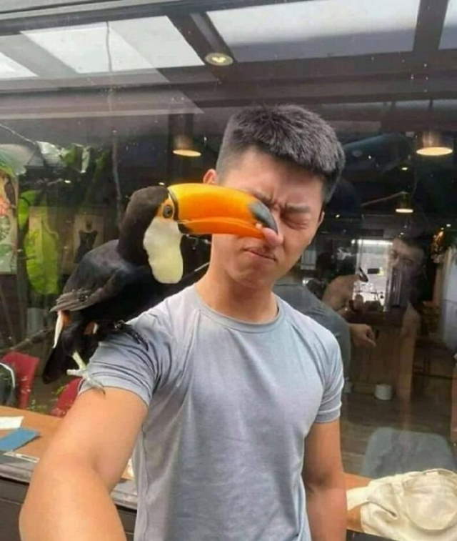 Shangrala's Funny Birds