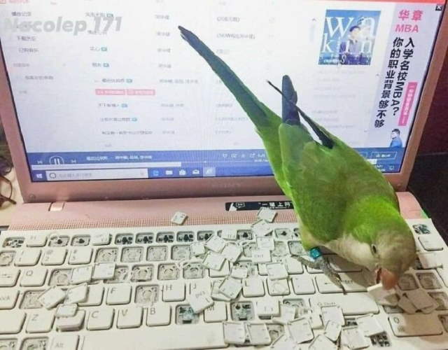 Shangrala's Funny Birds