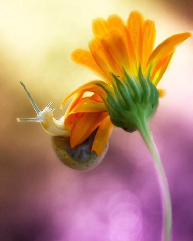 Shangrala's Tiny Creatures Art