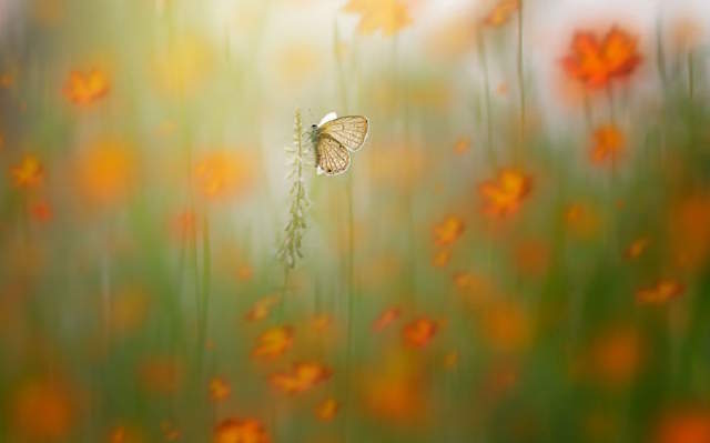 Shangrala's Tiny Creatures Art
