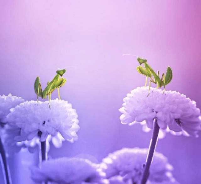Shangrala's Tiny Creatures Art