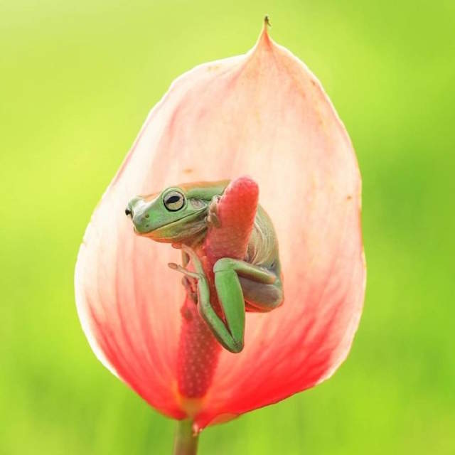 Shangrala's Tiny Creatures Art