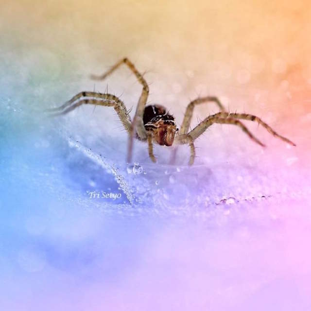 Shangrala's Tiny Creatures Art