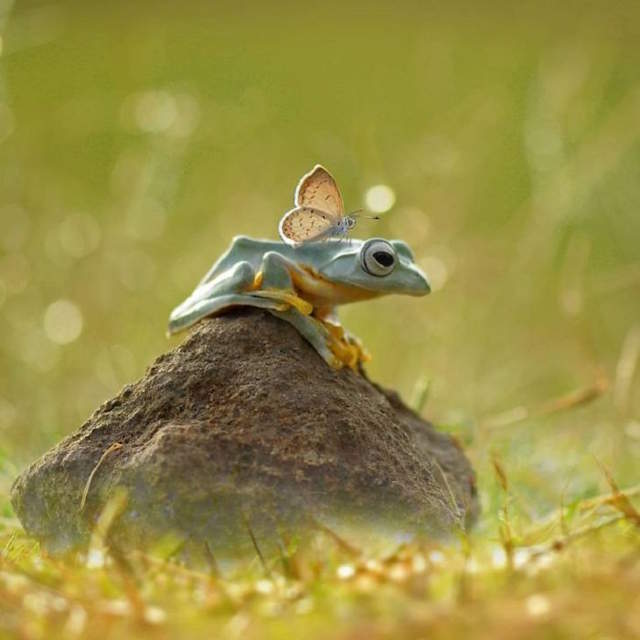 Shangrala's Tiny Creatures Art