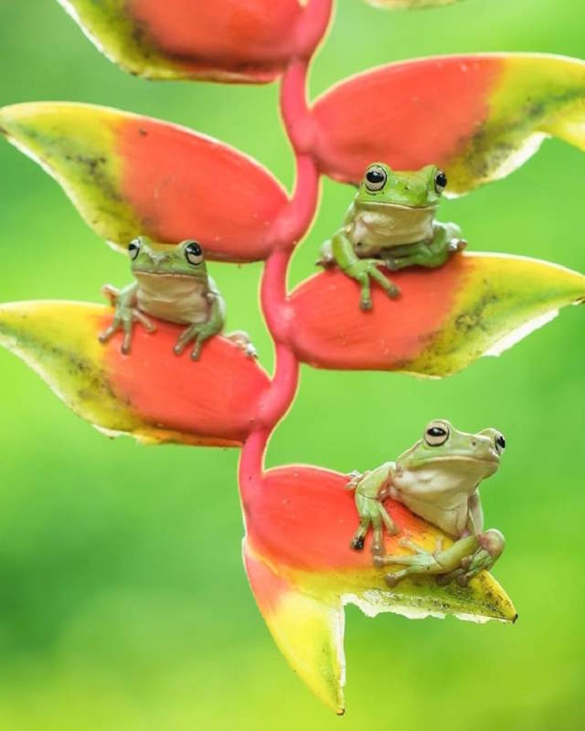 Shangrala's Tiny Creatures Art