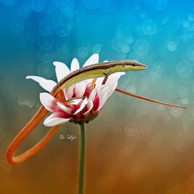 Shangrala's Tiny Creatures Art