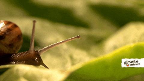 Shangrala's Tiny Creatures Art