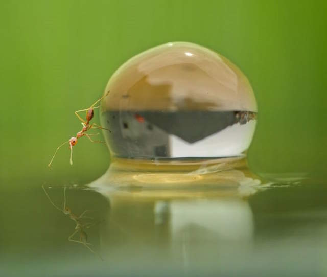 Shangrala's Tiny Creatures Art