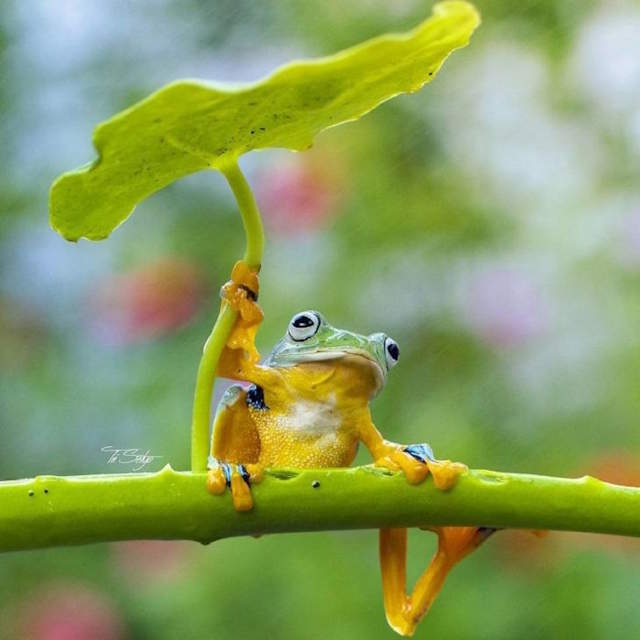 Shangrala's Tiny Creatures Art