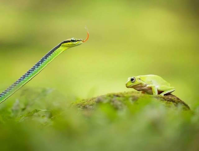 Shangrala's Tiny Creatures Art